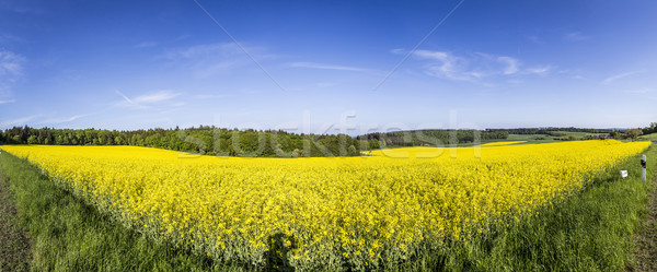 Spring countryside of yellow rapeseed fields in bloom   Stock photo © meinzahn