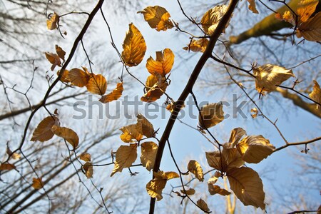 商业照片: 叶·树· 美丽 ·光· 天空