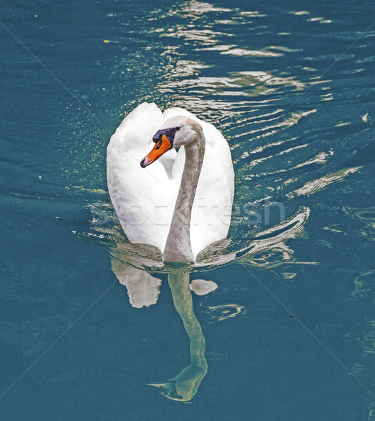 Tanımlama su kuş göl nehir Stok fotoğraf © meinzahn