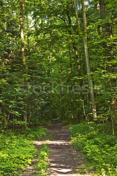 Foto stock: Floresta · trilha · raios · de · sol · verde · primavera · árvore