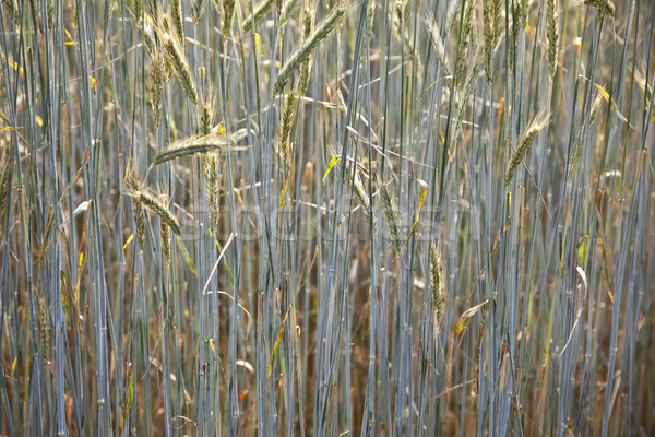 corn field with spica and structured spear Stock photo © meinzahn