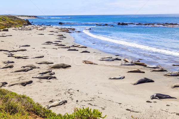 Sealions relax and sleep at the sandy beach Stock photo © meinzahn