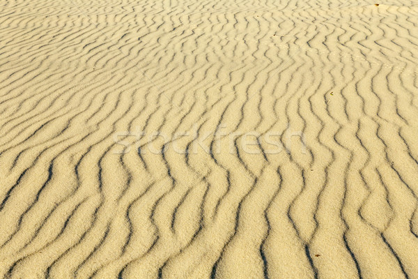 Vogel zand strand textuur natuur zee Stockfoto © meinzahn
