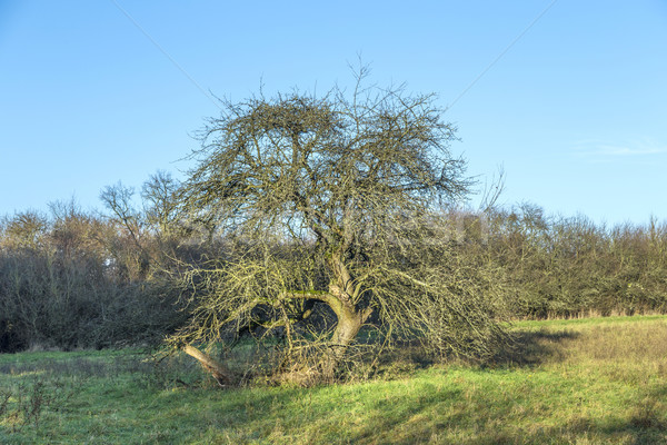 Foto stock: Apple · tree · outono · blue · sky · vazio · céu · maçã