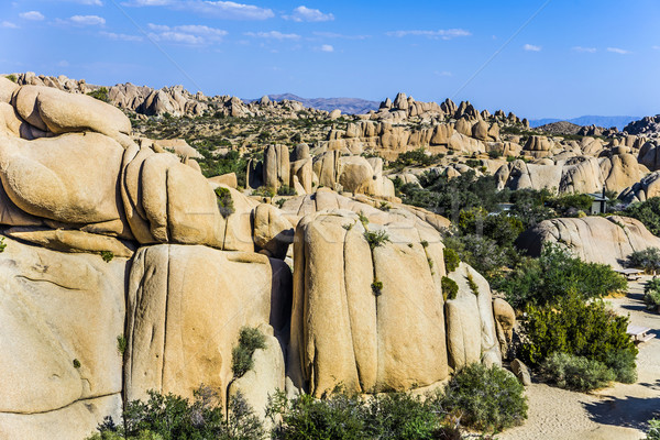 scenic Jumbo rock in Joshua Tree National Park Stock photo © meinzahn