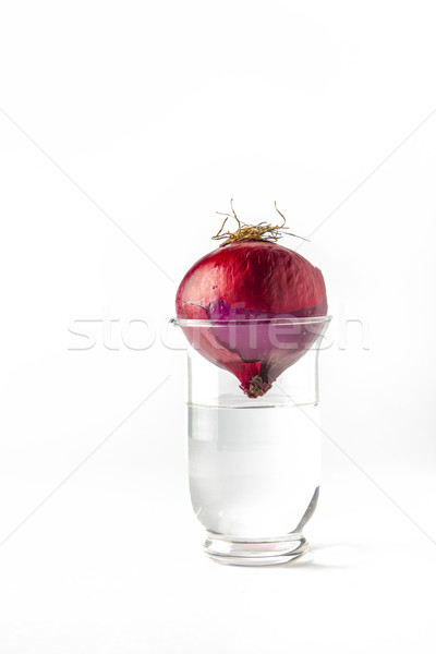 Zwiebel Glas Wasser verkehrt herum isoliert Essen Stock foto © meinzahn