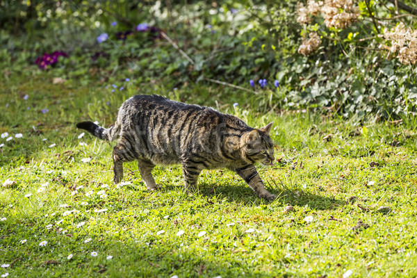 Aç kedi avcılık bahçe güneş ışığı bahar Stok fotoğraf © meinzahn