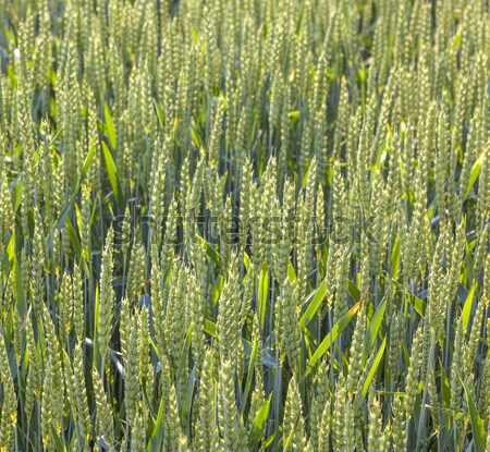 Verde campo verão cabeça milho folha Foto stock © meinzahn