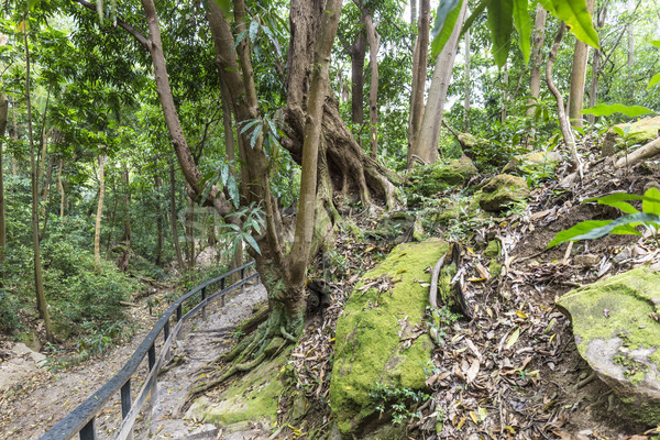 Selva Dominica naturalismo reserva Foto stock © meinzahn