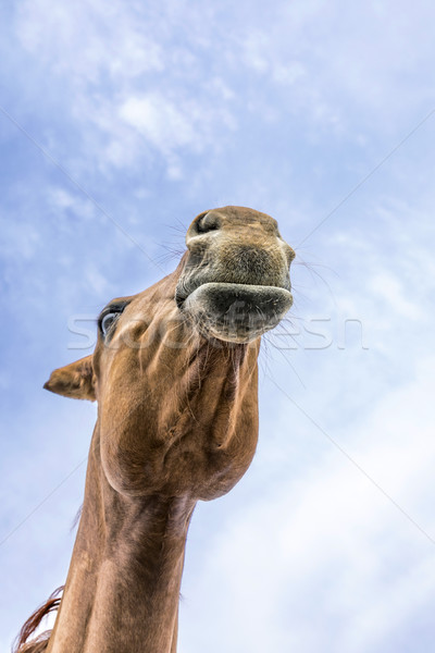 Kopf Hals Pferd blauer Himmel Himmel Lächeln Stock foto © meinzahn
