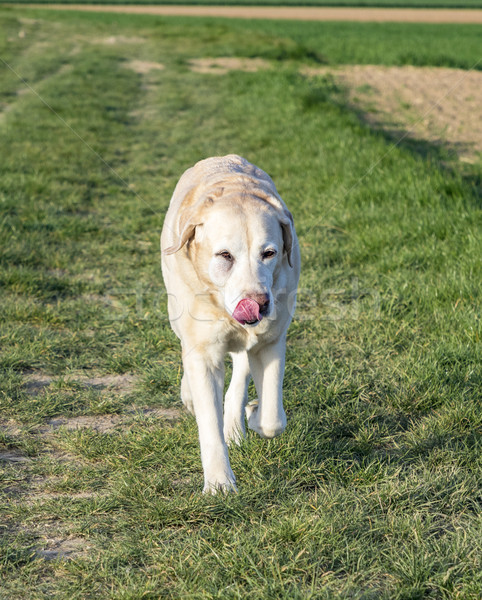 Labrador dog enjoys strolling in the field Stock photo © meinzahn
