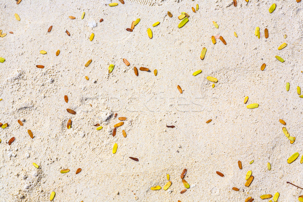 small green leaves at the fine sand at the beach Stock photo © meinzahn