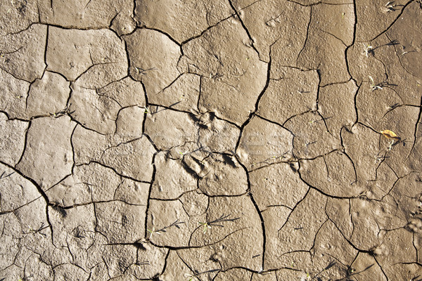Cracked earth background Stock photo © meinzahn