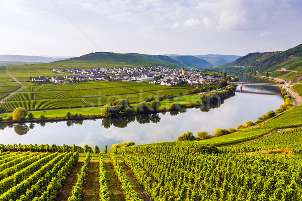 famous Moselle Sinuosity with vineyards Stock photo © meinzahn