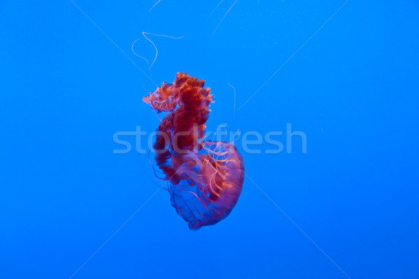 beautiful Jelly fishes in the aquarium  Stock photo © meinzahn