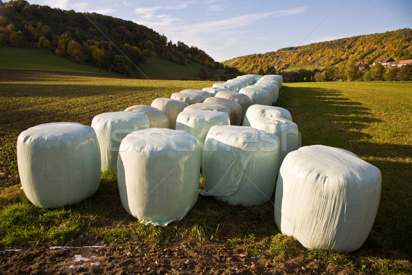 bale of straw infold in plastic film Stock photo © meinzahn