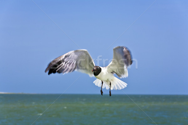 Imagine de stoc: Care · zboară · pescarusi · ocean · cer · nori · pasăre