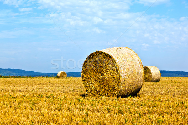 bale of straw on field  Stock photo © meinzahn