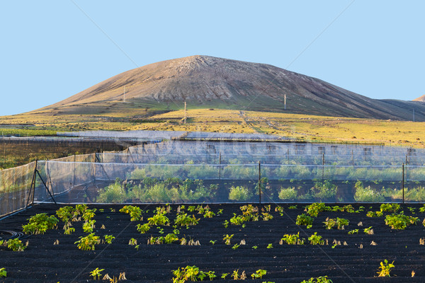 Apă irigare câmp vulcan apus lumina Imagine de stoc © meinzahn