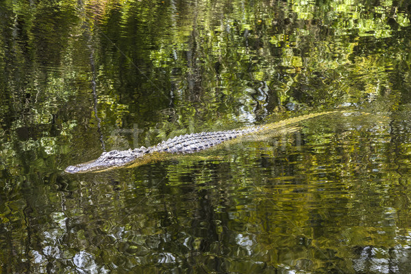 Alligator natation Floride étang partie nuageux [[stock_photo]] © meinzahn