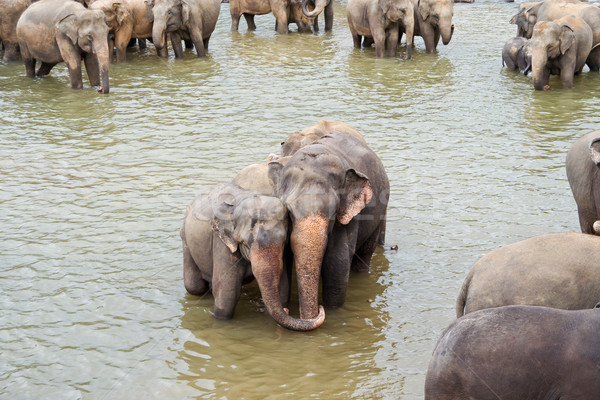 flock of elephants bathing in the river Stock photo © meinzahn