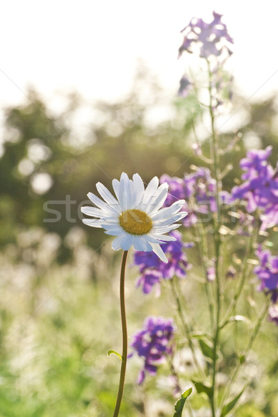 Stock photo: beautiful daisies in morning lig