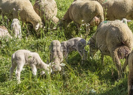 Flock of sheep on a green pasture suggesting organic grown farm  Stock photo © meinzahn