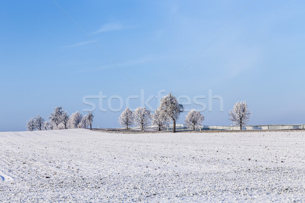 Foto stock: Blanco · helado · árboles · nieve · cubierto · paisaje