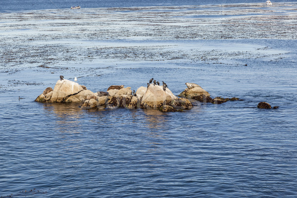 sea Lions, cormorants and other birds relax at a rock in the oce Stock photo © meinzahn
