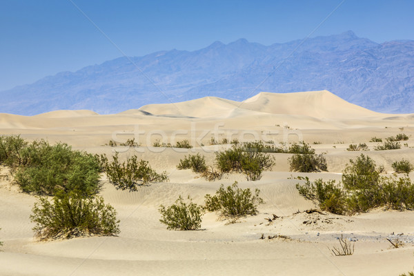 Stock photo: dried desert gras in Mesquite Flats Sand Dunes 