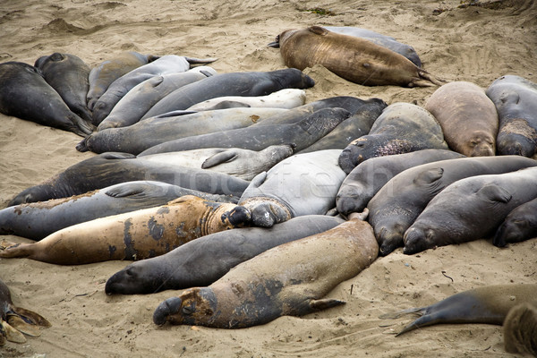 male sealion at the beach Stock photo © meinzahn