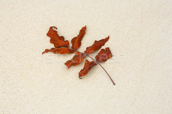 beautiful structured leaves at the beach arranged by nature in a Stock photo © meinzahn