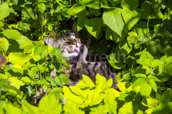 [[stock_photo]]: Cute · chat · fleur · été · vert · tigre