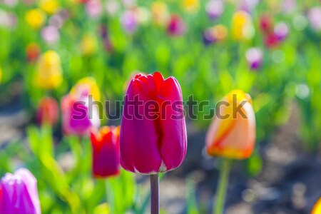 Primavera campo fioritura colorato tulipani fiori Foto d'archivio © meinzahn