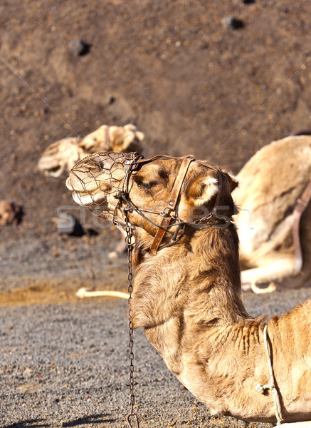 ストックフォト: ラクダ · 公園 · 観光客 · 砂漠 · 夏