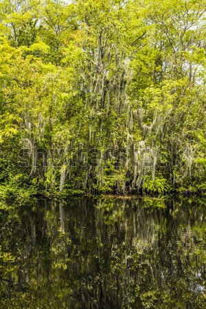 undergrowth and roots of Mangrove trees In the Everglades Nation Stock photo © meinzahn