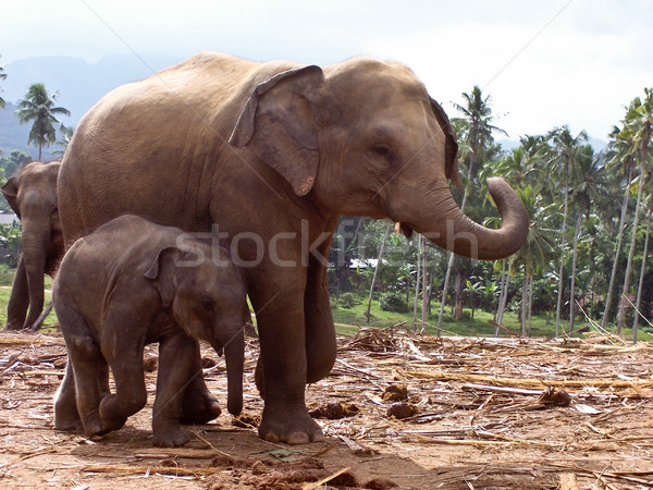 elefant family in open area Stock photo © meinzahn
