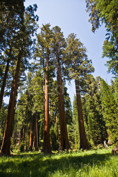Sequoia national Park with old huge Sequoia trees like redwoods  Stock photo © meinzahn