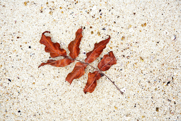 beautiful structured leaves at the beach arranged by nature in a Stock photo © meinzahn