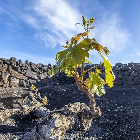 Stock photo:  vineyard in Lanzarote island, growing on volcanic soil 