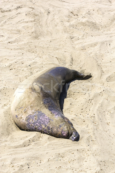 Praia mar leão dormir animal masculino Foto stock © meinzahn