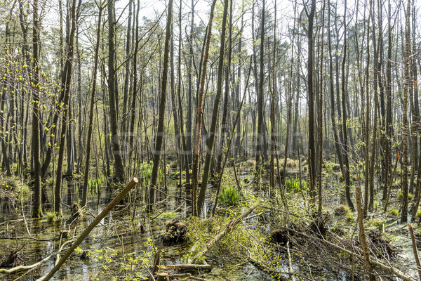 famous swamp area in usedom national park  Stock photo © meinzahn