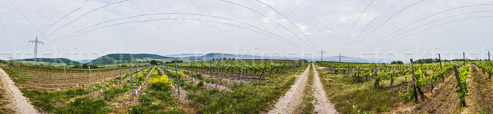 panorama of vineyard in spring time  Stock photo © meinzahn