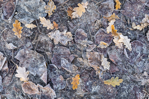 autumn oak leaves with frost  Stock photo © meinzahn
