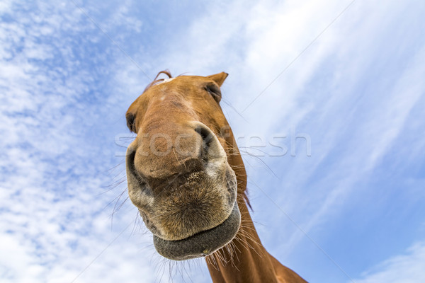 Kopf Hals Pferd blauer Himmel Himmel Lächeln Stock foto © meinzahn