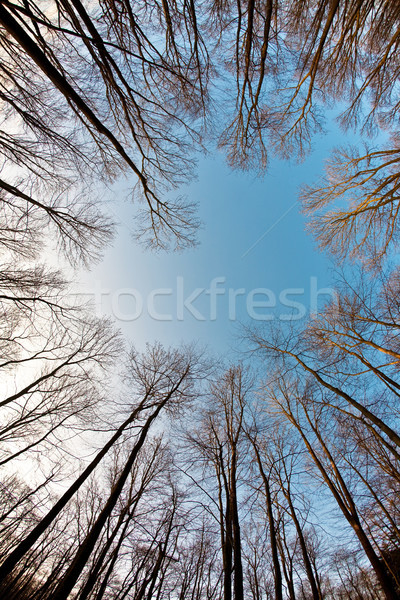 crown of trees with clear blue sky and harmonic branch structure Stock photo © meinzahn