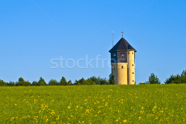 Photo stock: Viol · champs · ciel · bleu · fleur · paysage · espace