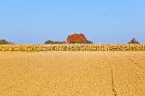 natural full frame background with withered corn plants  Stock photo © meinzahn
