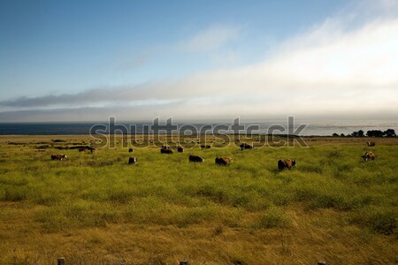 Tehenek horzsolás friss fű legelő park Stock fotó © meinzahn