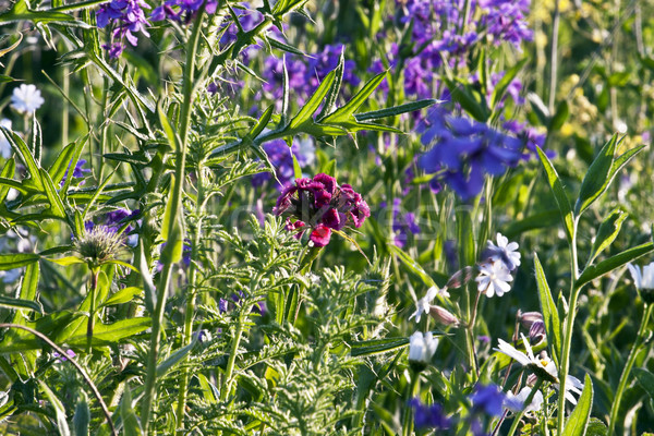wild flower in meadow Stock photo © meinzahn